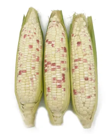 Waxy corn