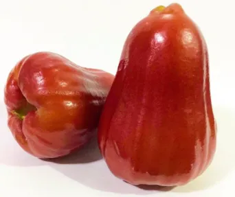 Rose apple Red