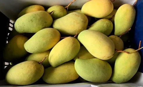Yellow Sweet Mango (Chok Anan)