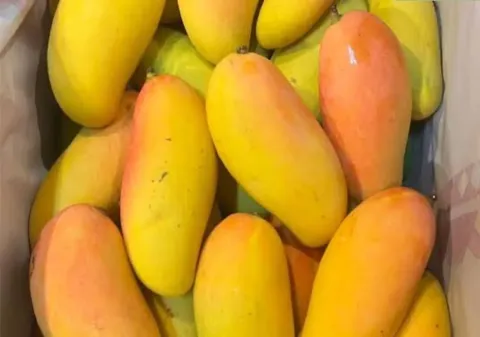 Yellow Sweet Mahachanok Mango