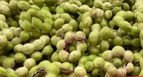 Manila Tamarind