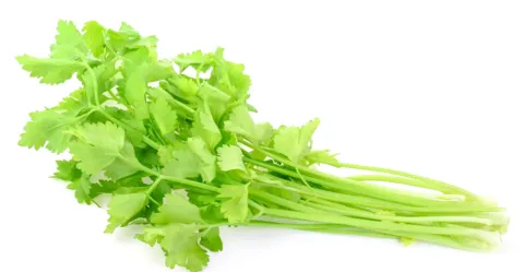 Chinese Celery
