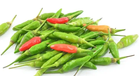 Bird Chilli