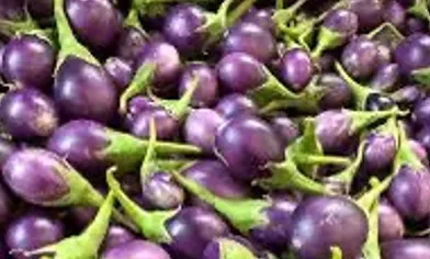 Purple Eggplant