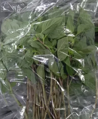 Sweet Basil Leaves