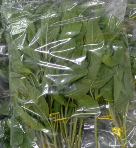 Holy Basil Leaves