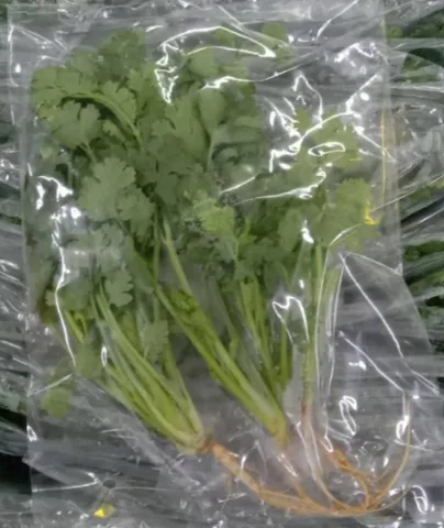 Coriander
